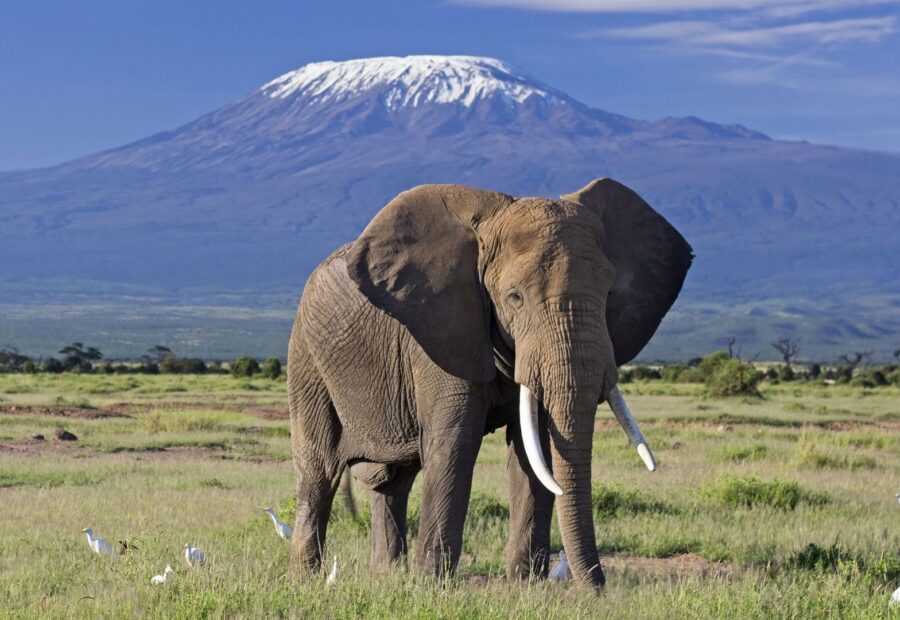 4 Days Amboseli Escape