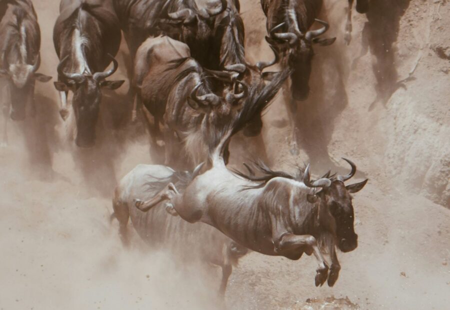 3 Days Maasai Mara Safari