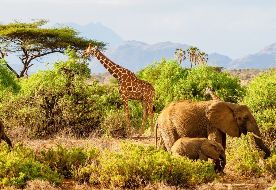 4 Days Samburu Explorer